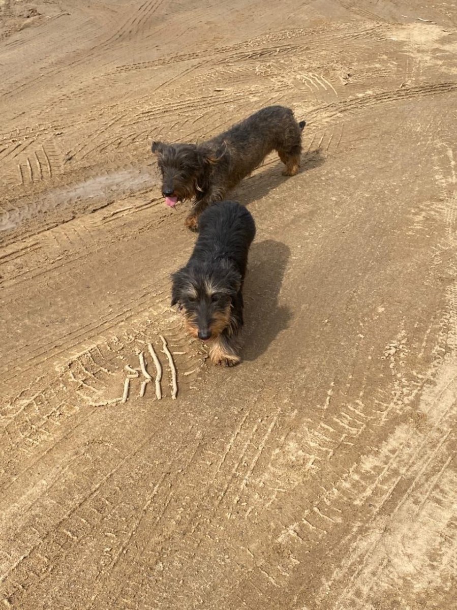 Смесь чихуахуа и йоркширского терьера