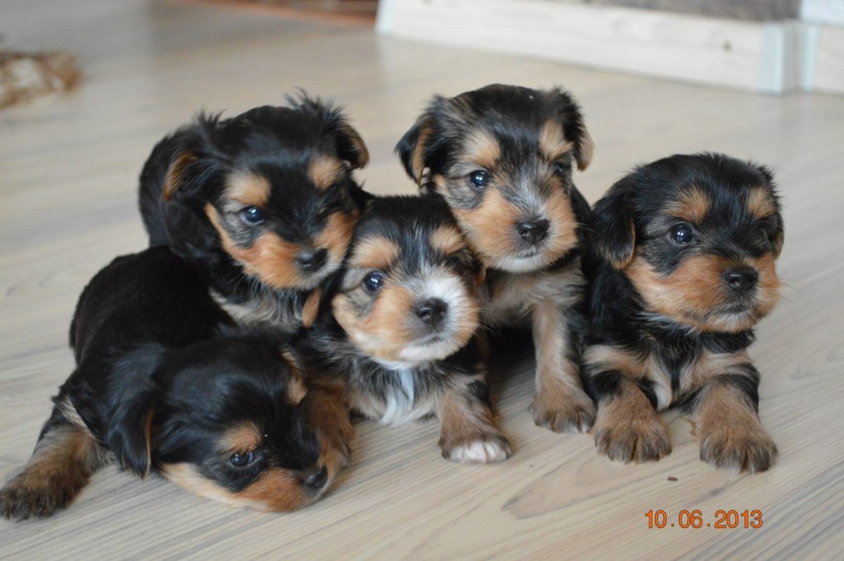 Шоколадный Йоркширский терьер метис