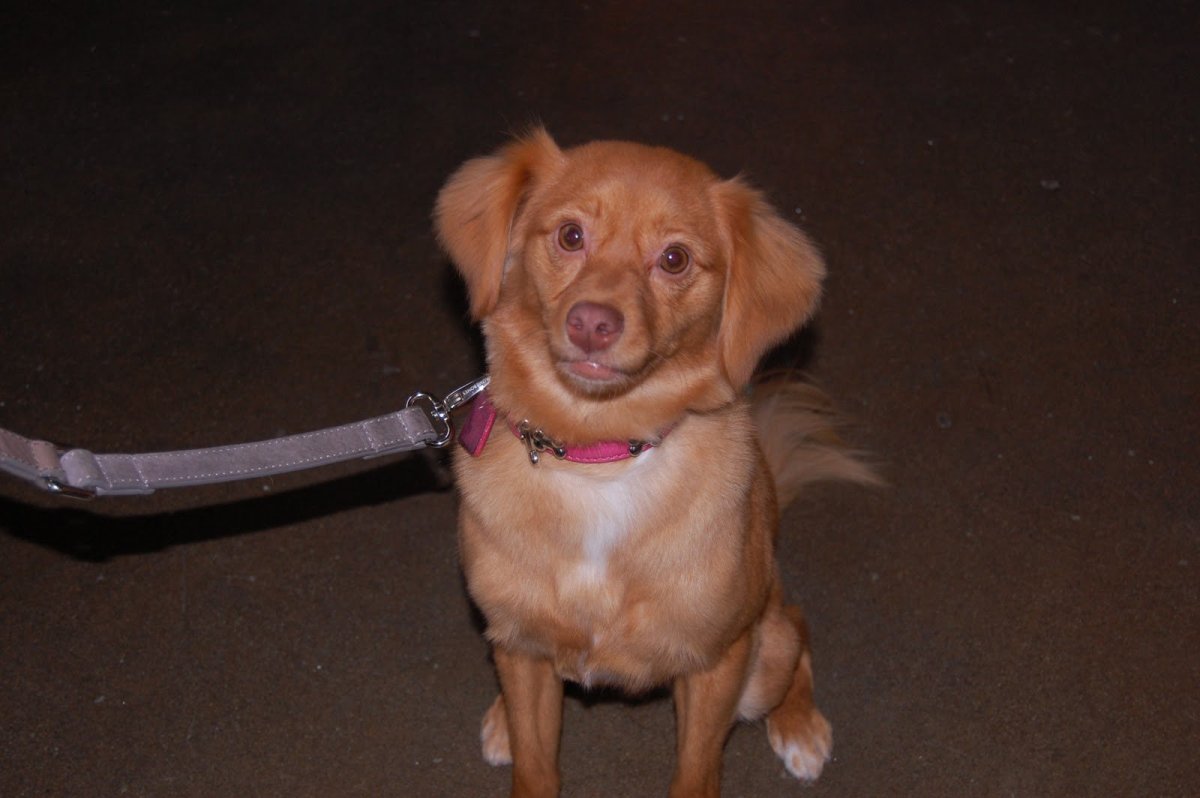 Такса пинчер