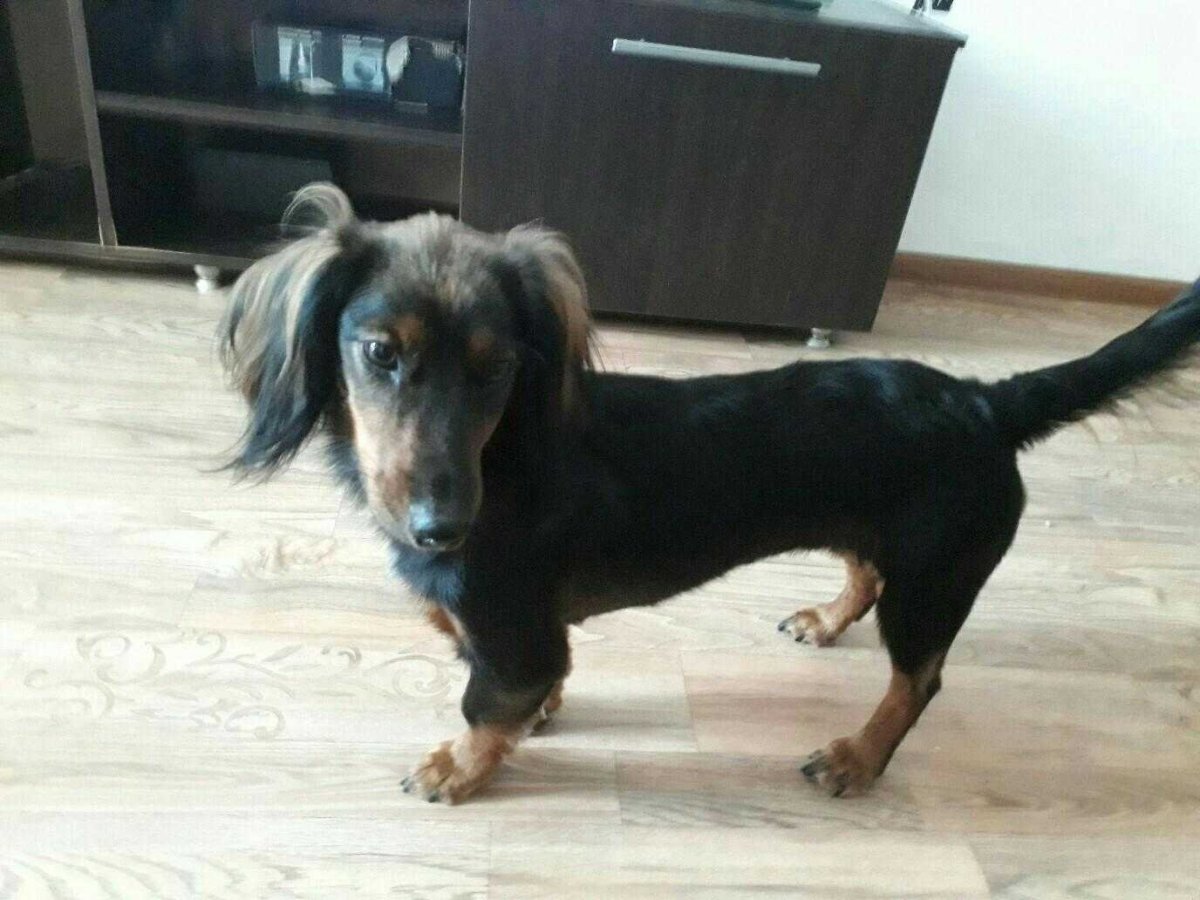 Метис Джек Рассела и Йорка