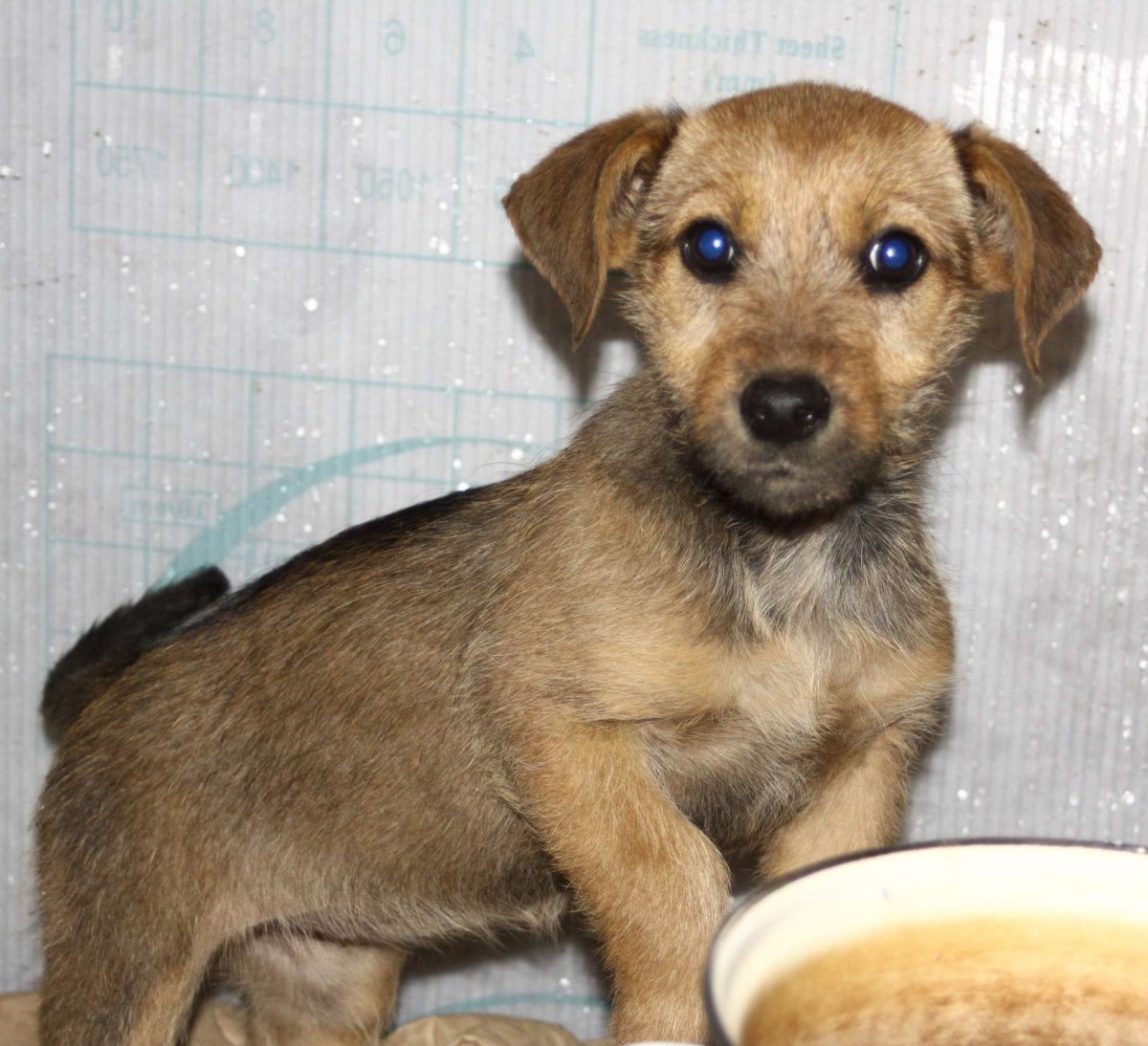 Такса длинношерстная Мерль