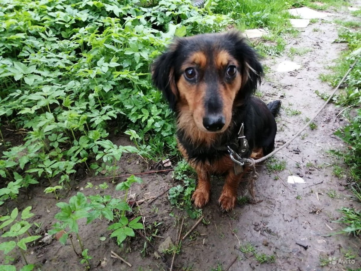 Помесь таксы и спаниеля