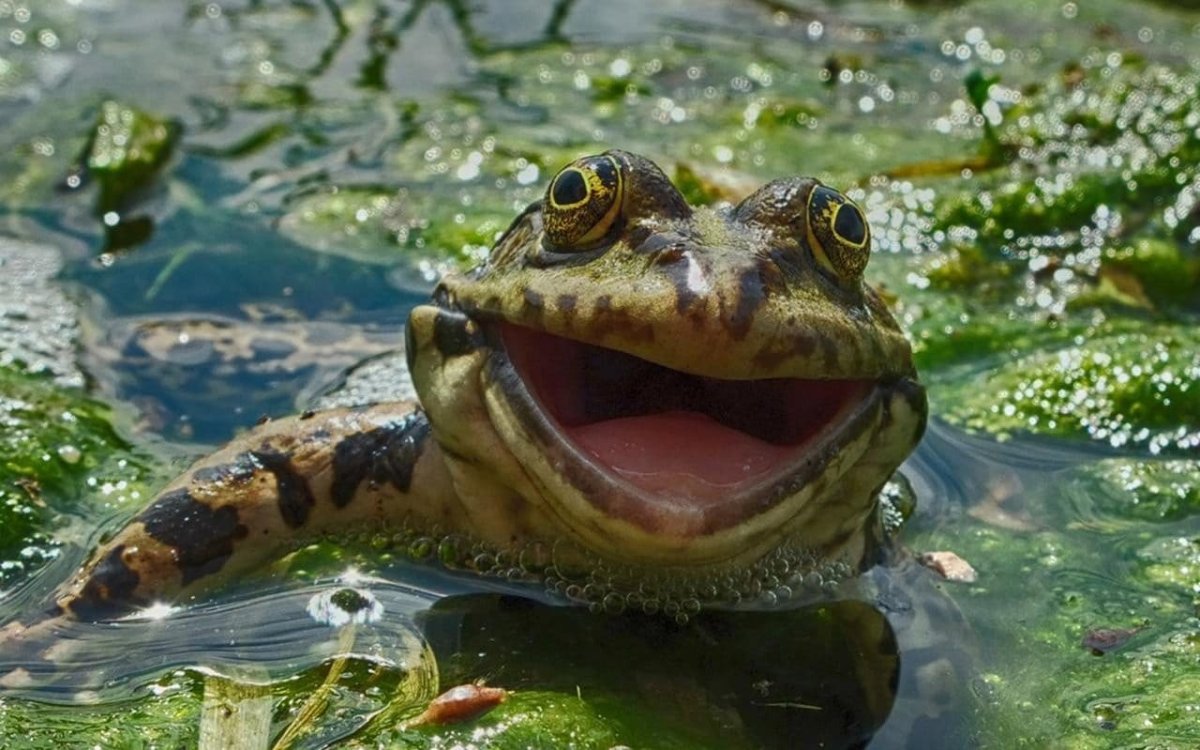 Лягушка улыбается