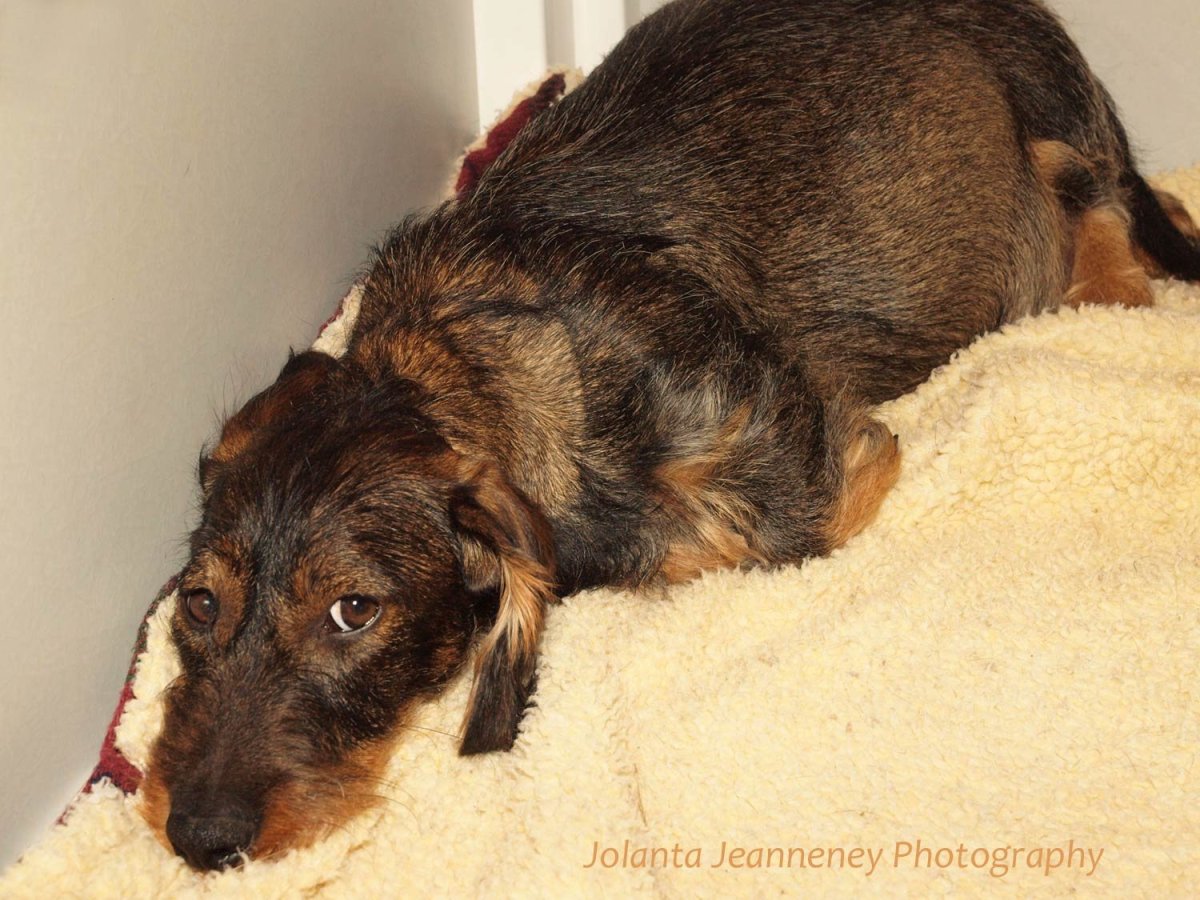 Щенки метисы чихуахуа