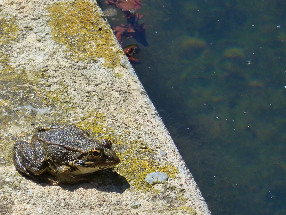 Лягушка Эстетика