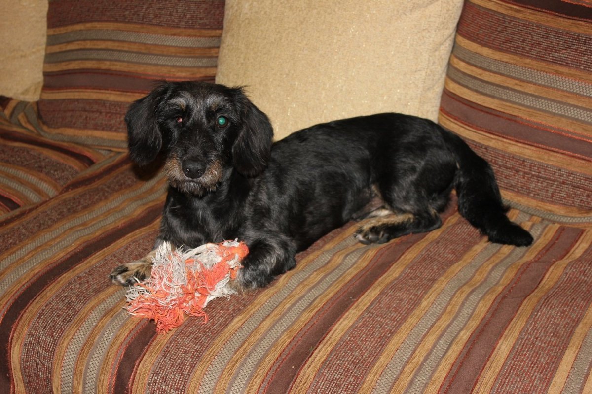 Карликовая такса помесь