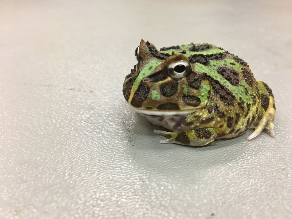 Птицеголосая квакша