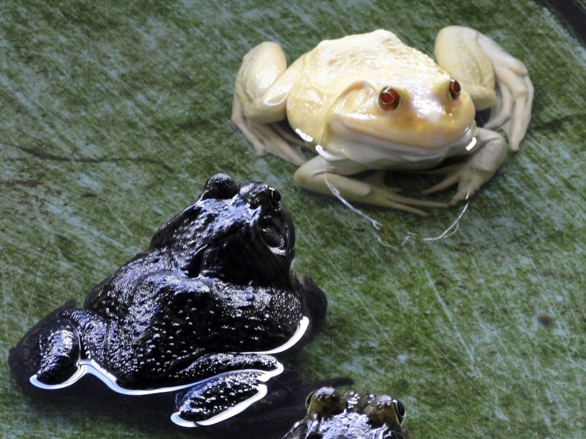 Рогатая жаба