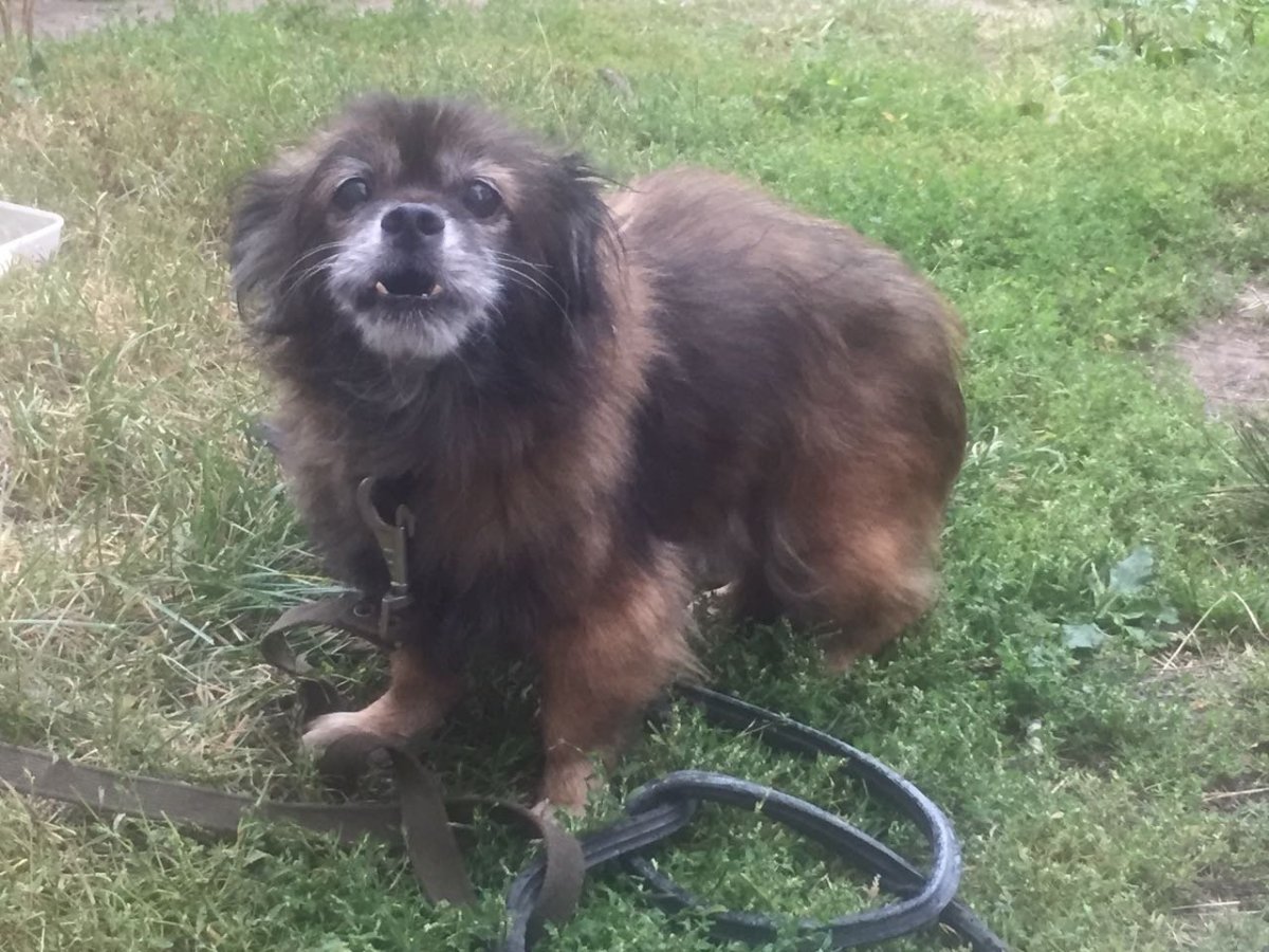 Помесь таксы и дворняги