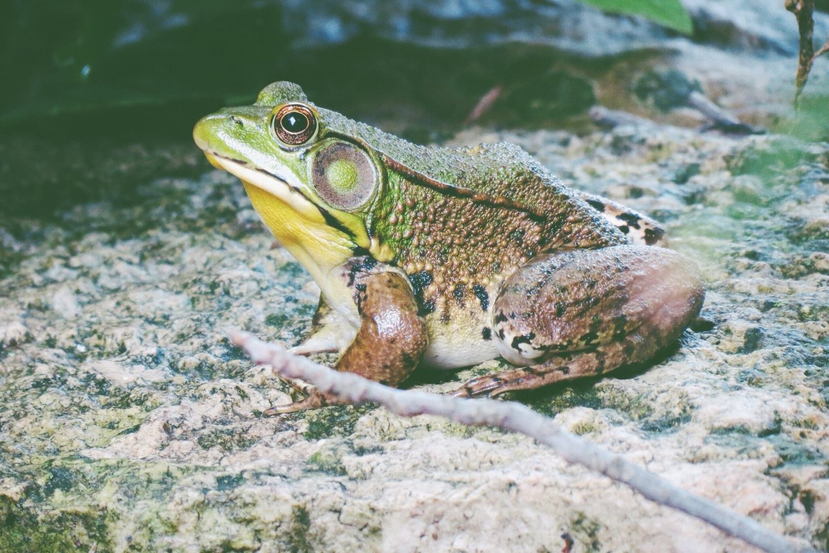 Морской нетопырь рыба