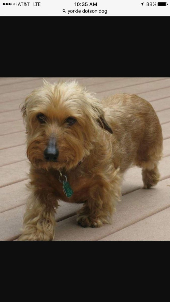 Метис Йорка и той терьера