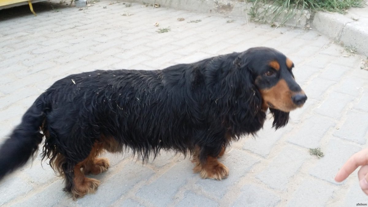 Метис такса Папильон