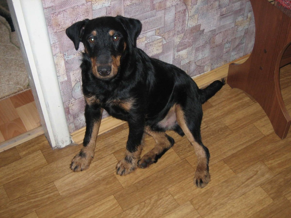 Метис таксы и пекинеса