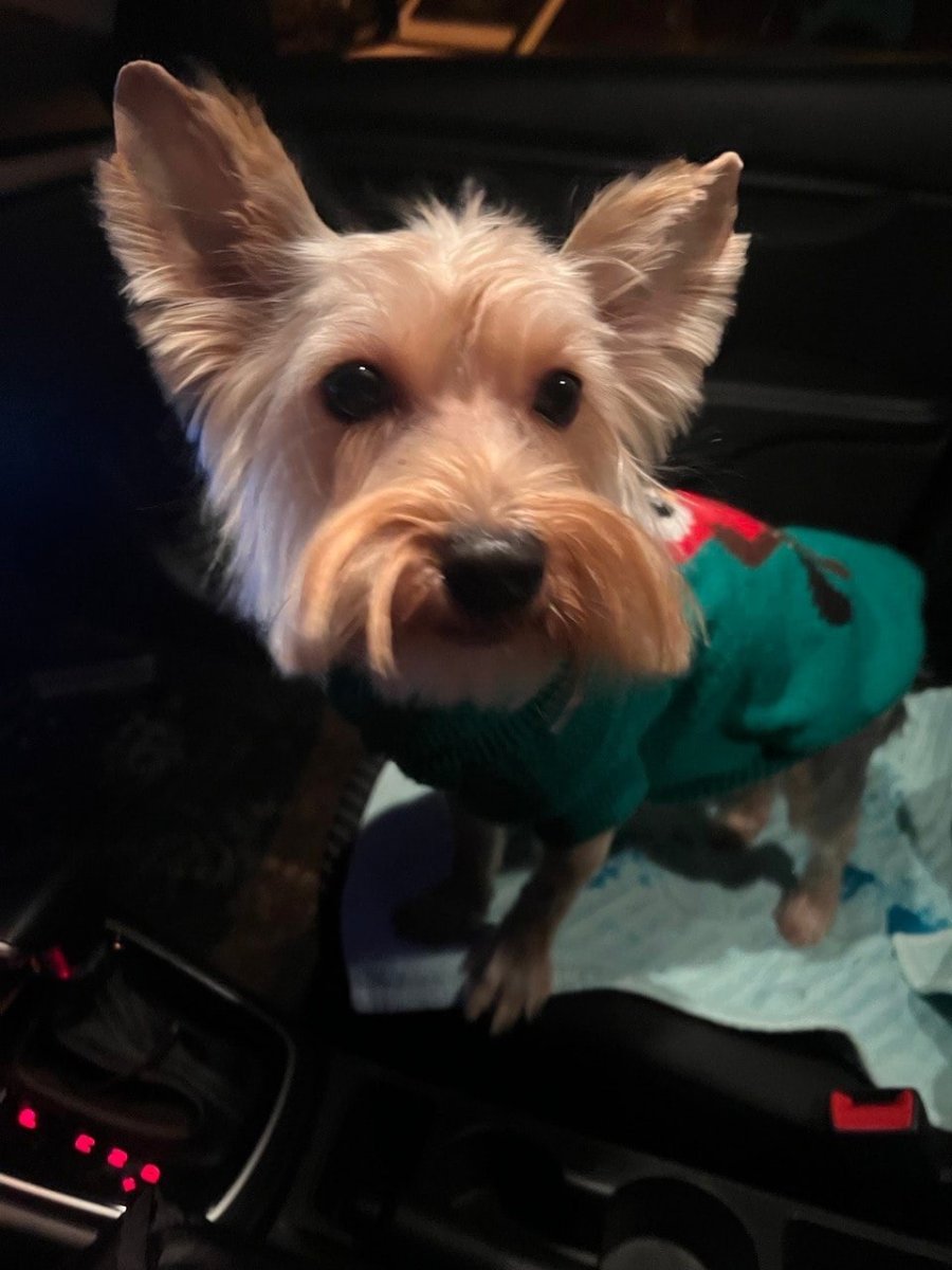 Метисы йоркширского терьера и Бивер