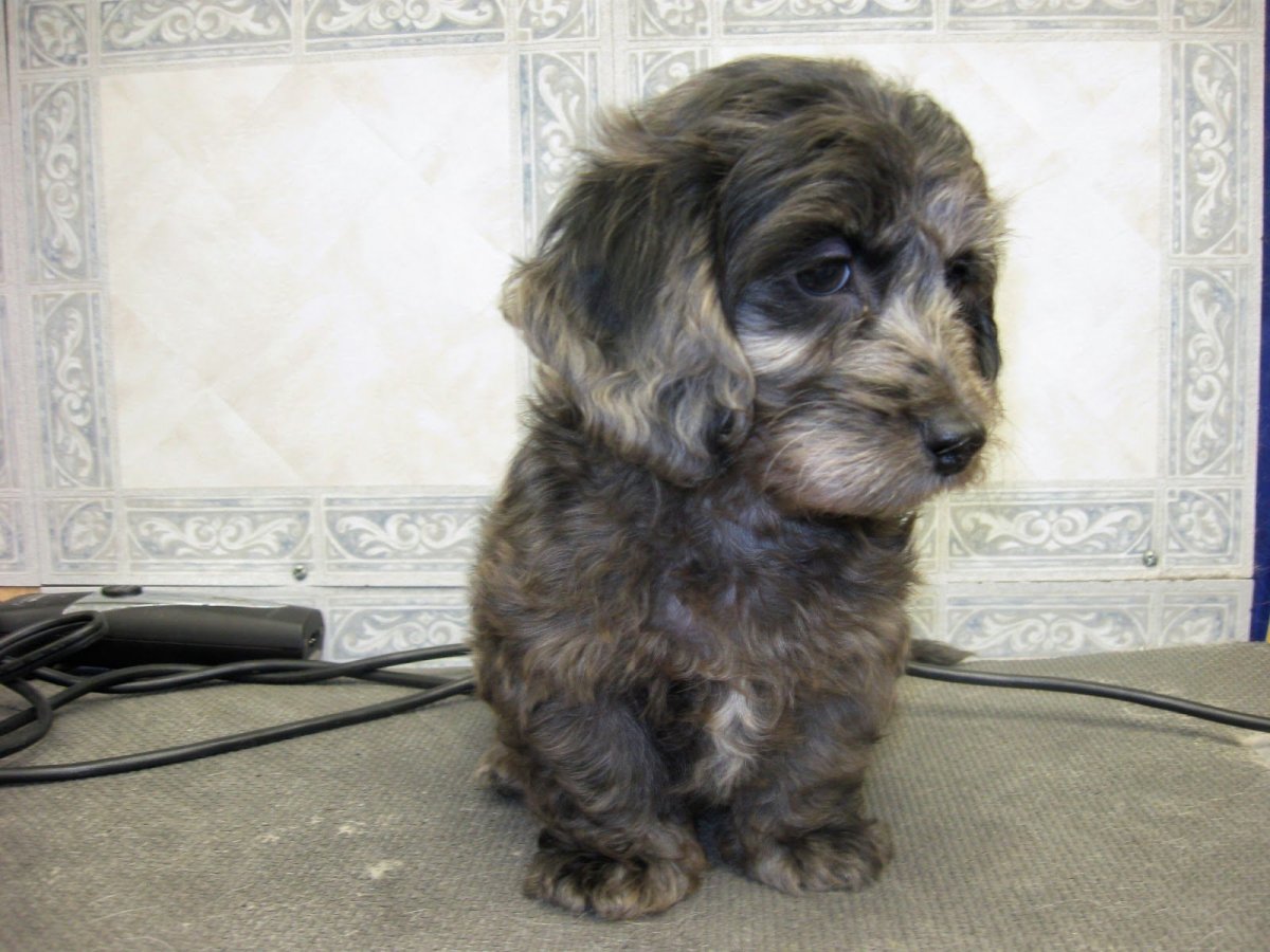 Метис таксы и Болонки