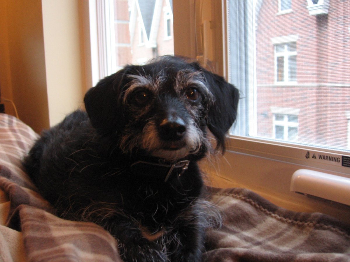 Метис таксы и Йорка