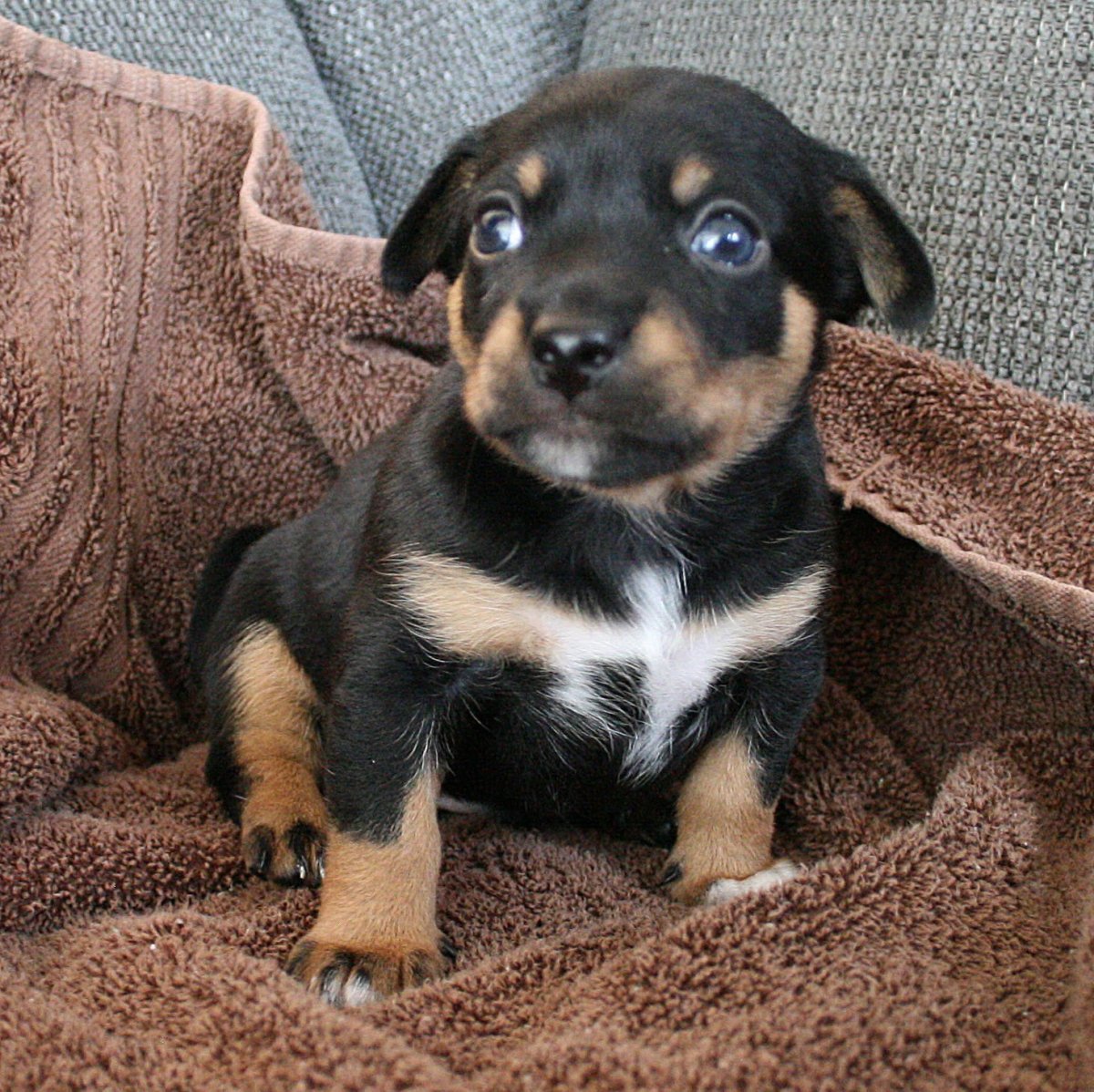 Питбуль и такса помесь