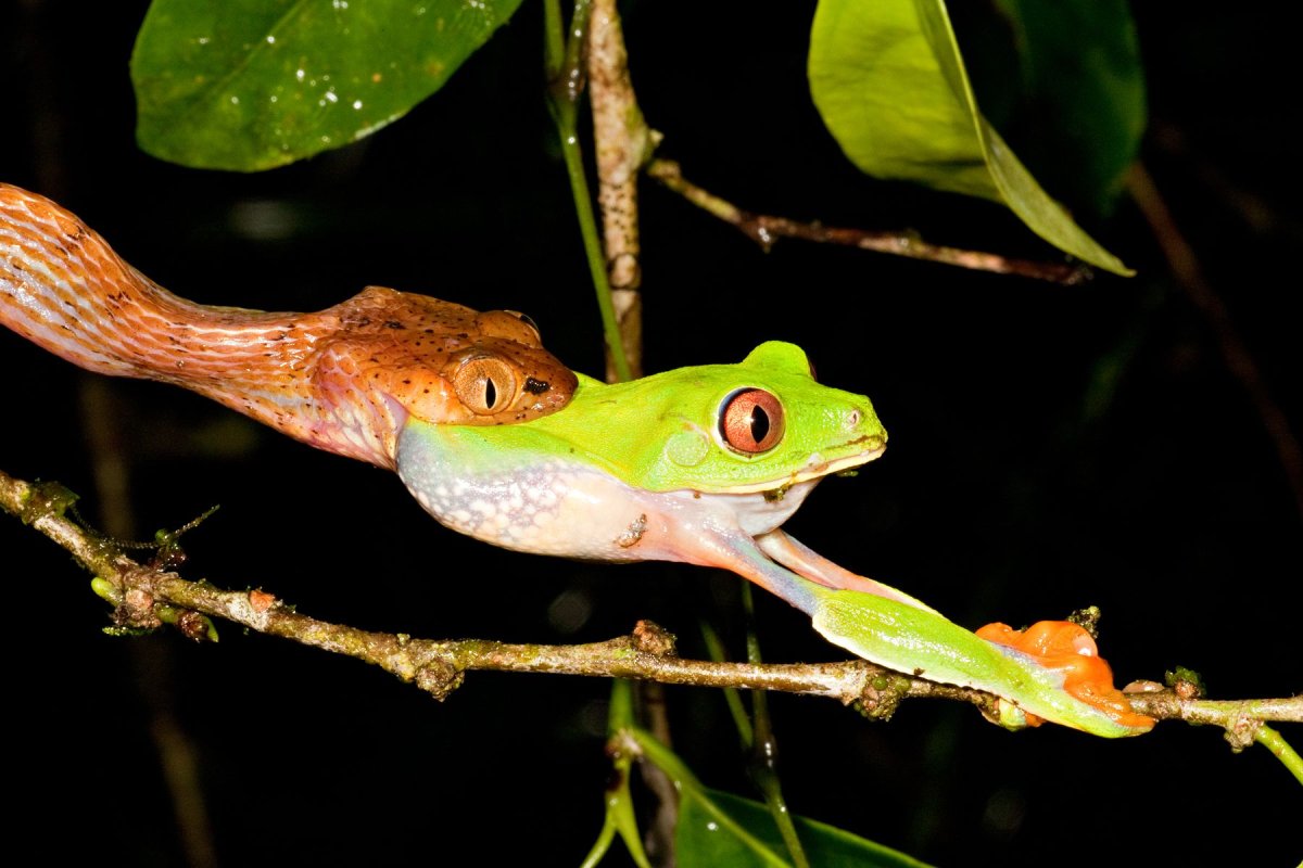 Морская лягушка фото