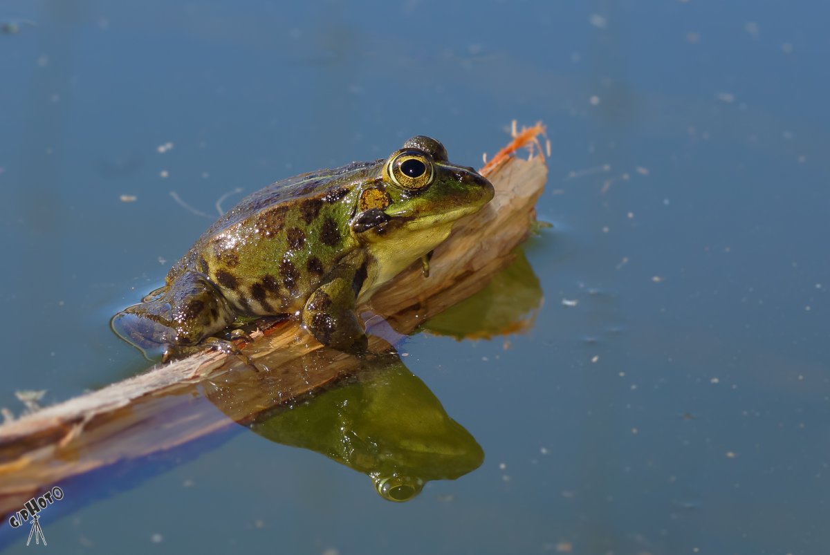Морская лягушка фото