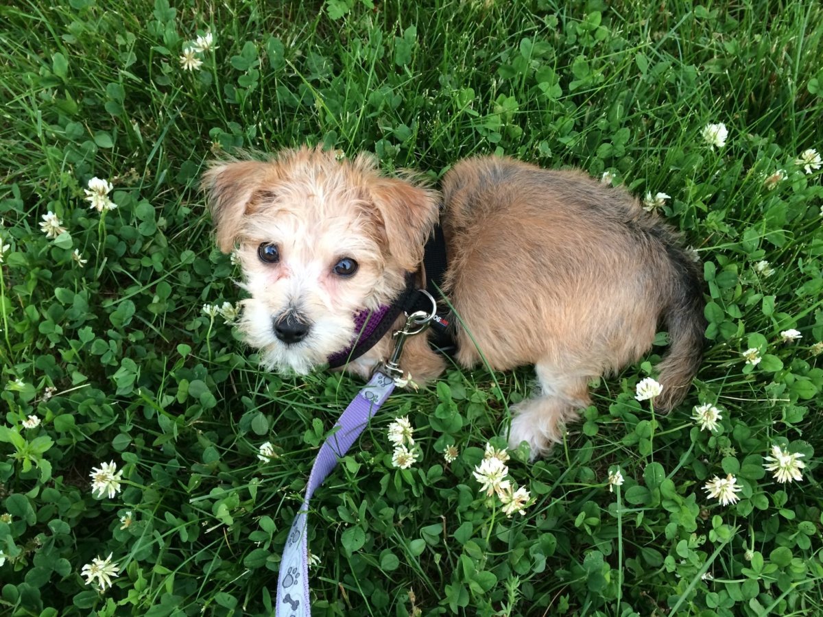 Смесь таксы и спаниеля