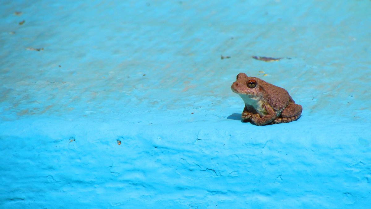 Жаба на море