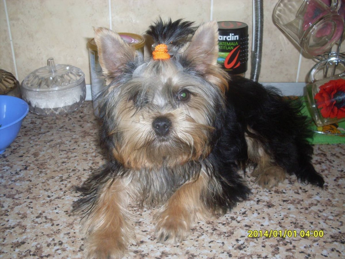 Метис шпица и дворняги