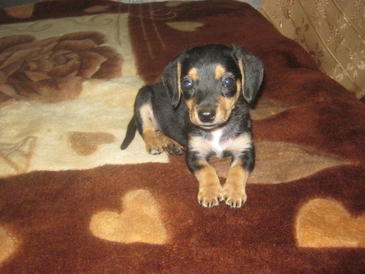 Такса с дворняжкой