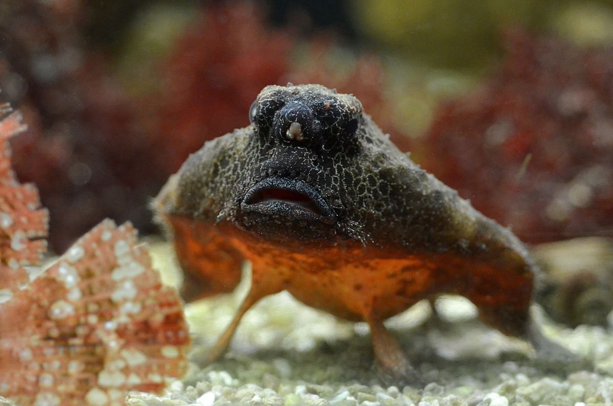 Лягушка плавает в воде