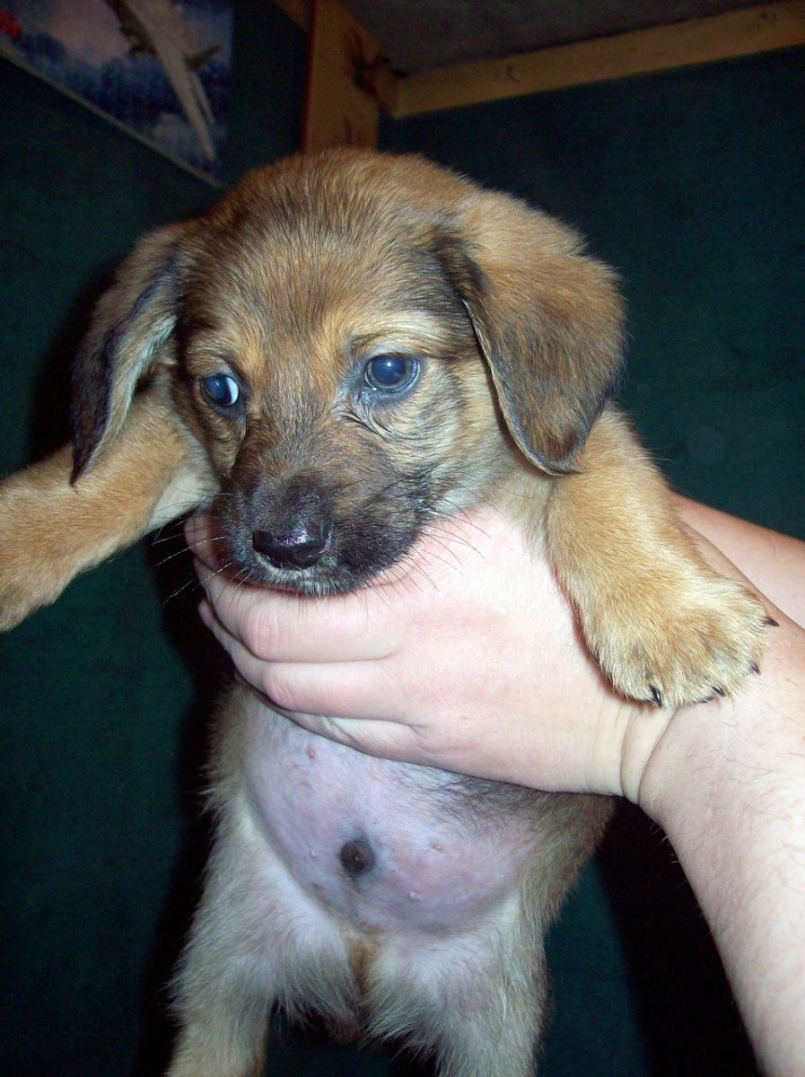 Кроличья такса метис