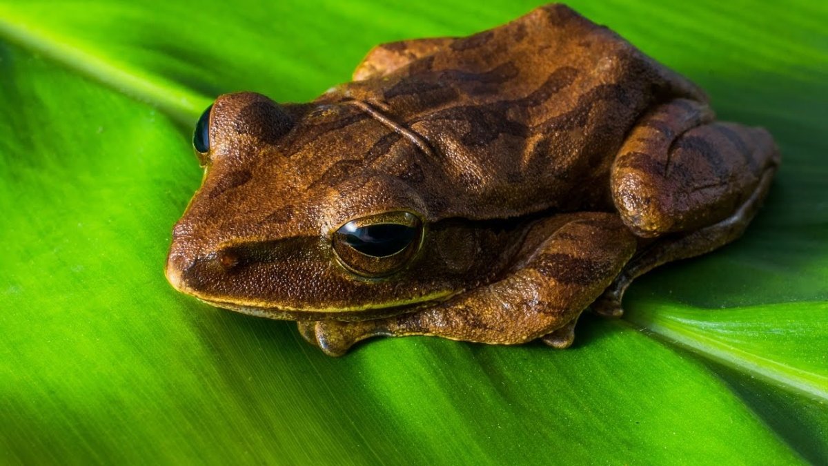 Зеленая Земляная жаба