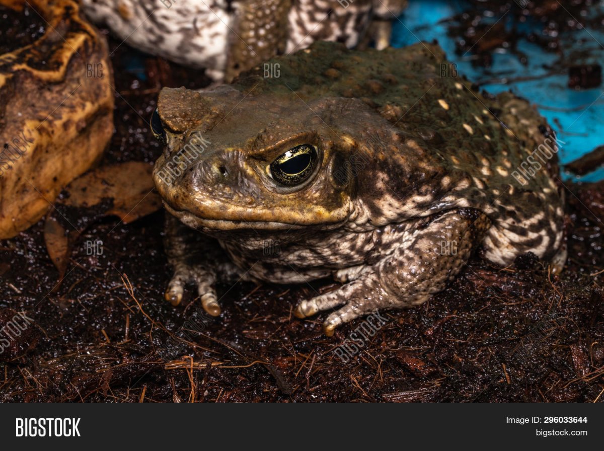 Амфибии хищники