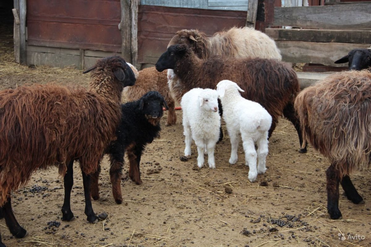 Баран Эдельбай порода