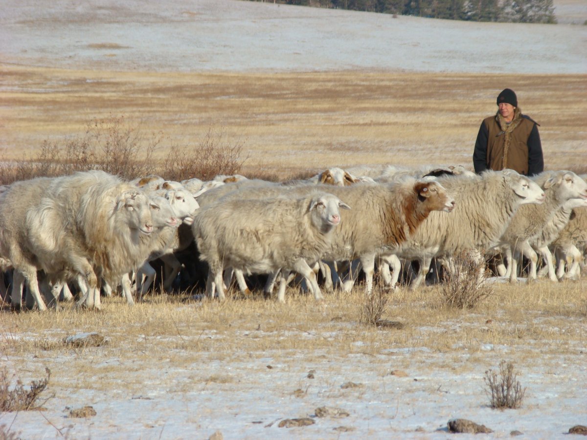 Сараджинская порода овец