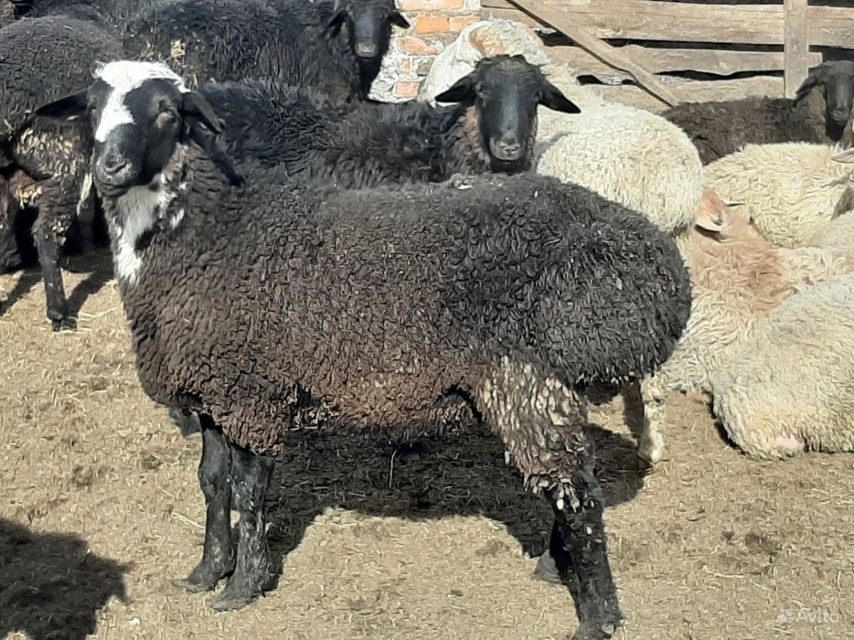 Горный баран Архар аргали