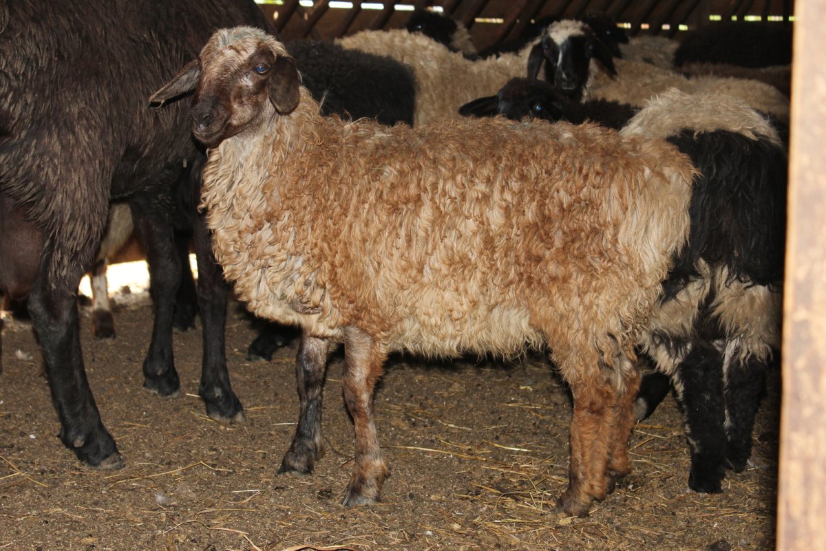 Порода овец Эдильбаевской породы