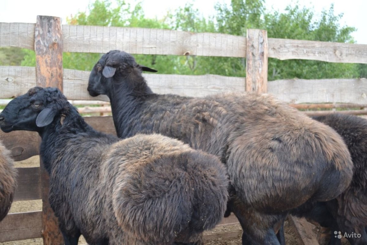 Эдильбаевская порода Баранов