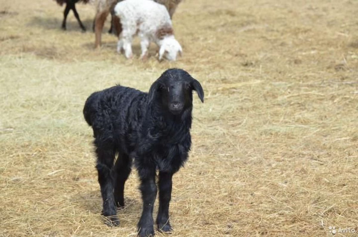 Порода Баранов Эдельбай