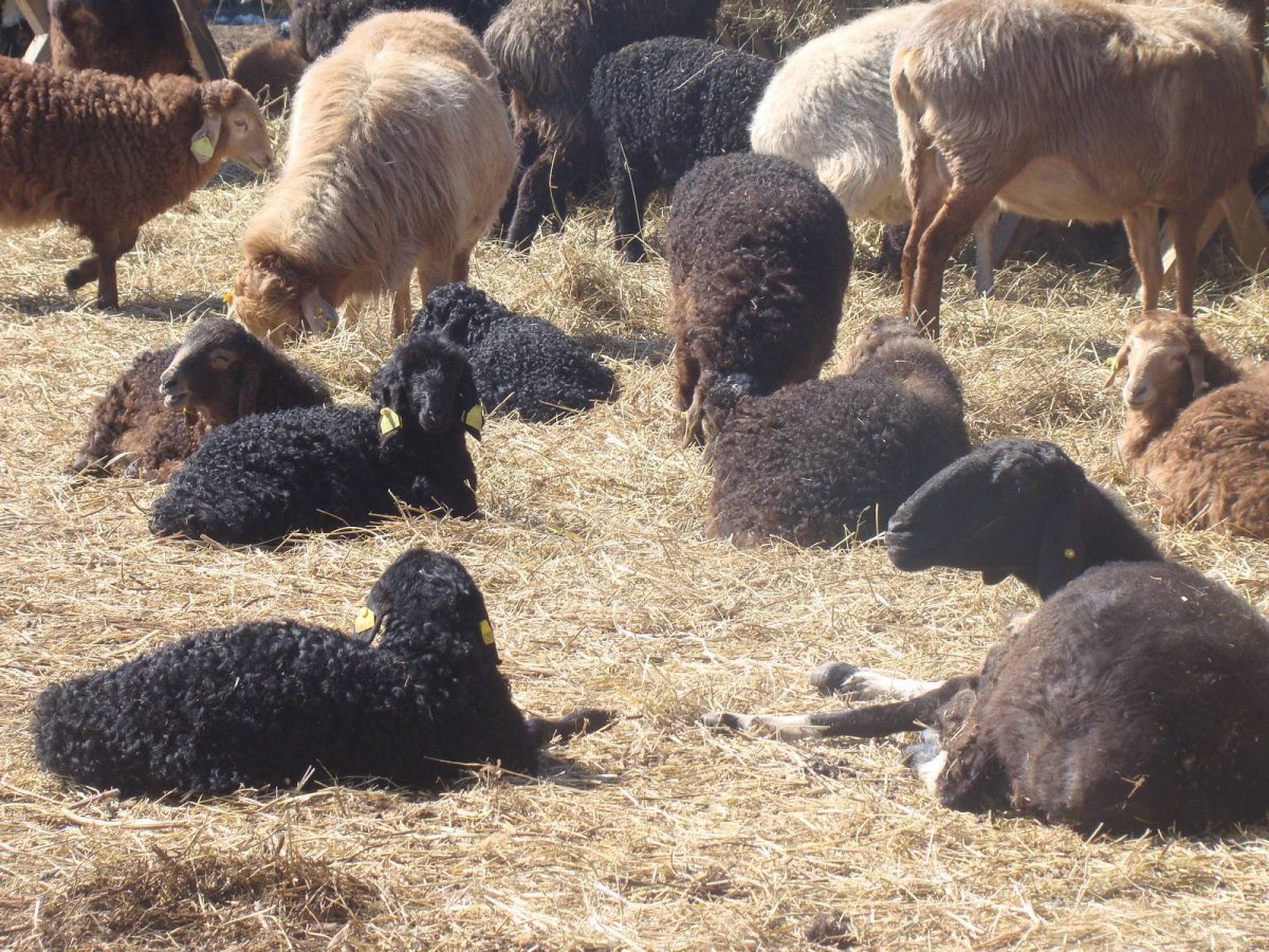 Красивый баран