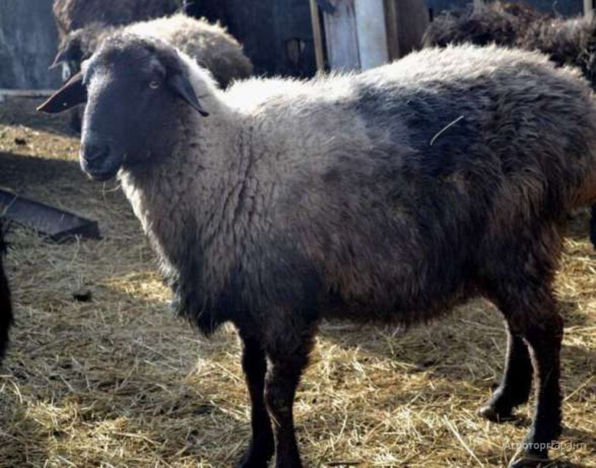 Овцы курдючные эдильбаевские