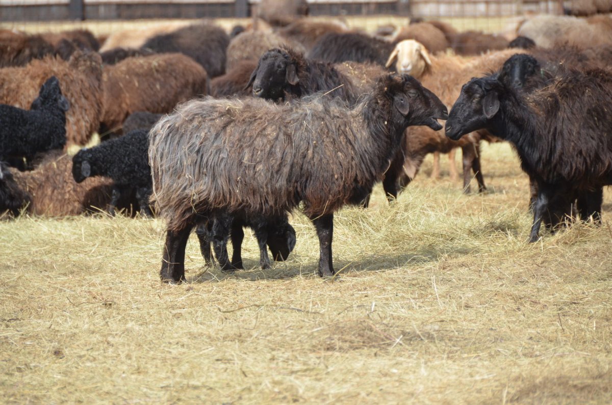 Гиссарская порода Баранов