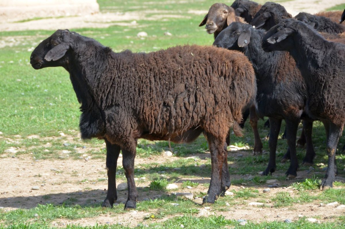 Гиссарская порода овец