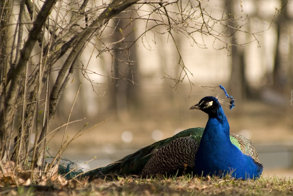 Павлин лежит
