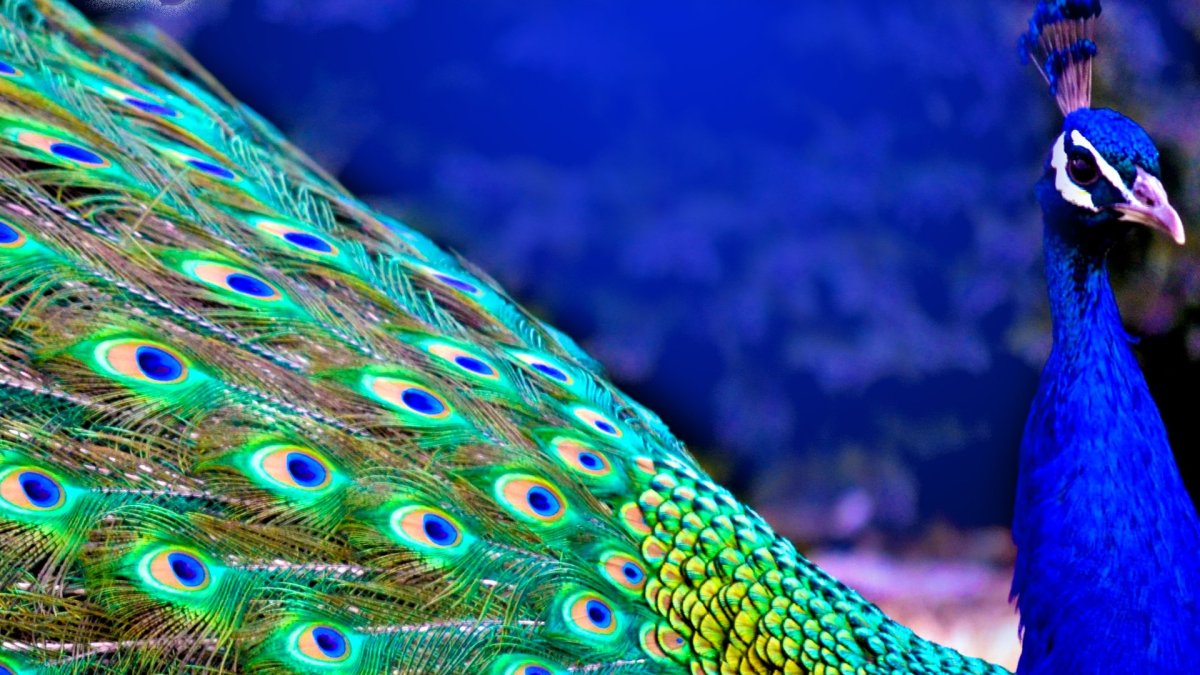 Бирюзов Павлин