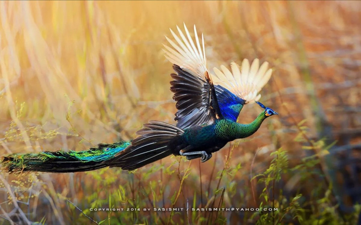 Павлин в полете