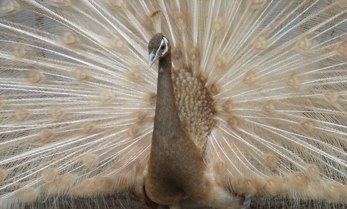 Павлин камео