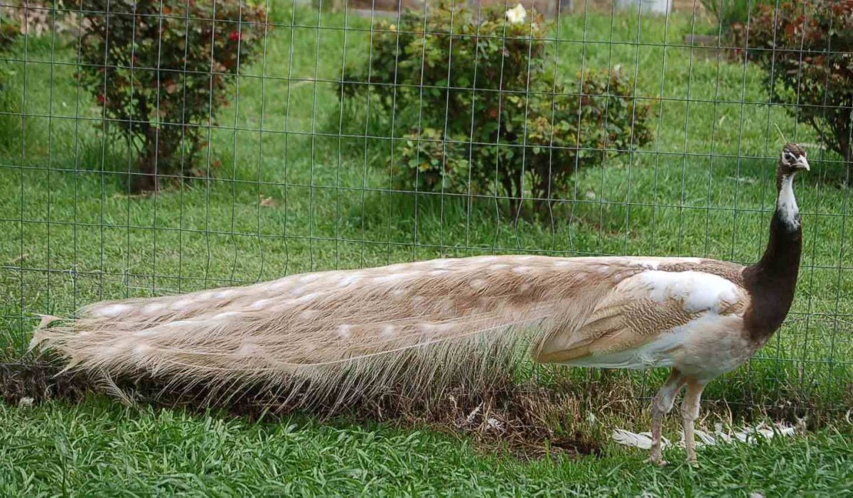 Опаловый Павлин