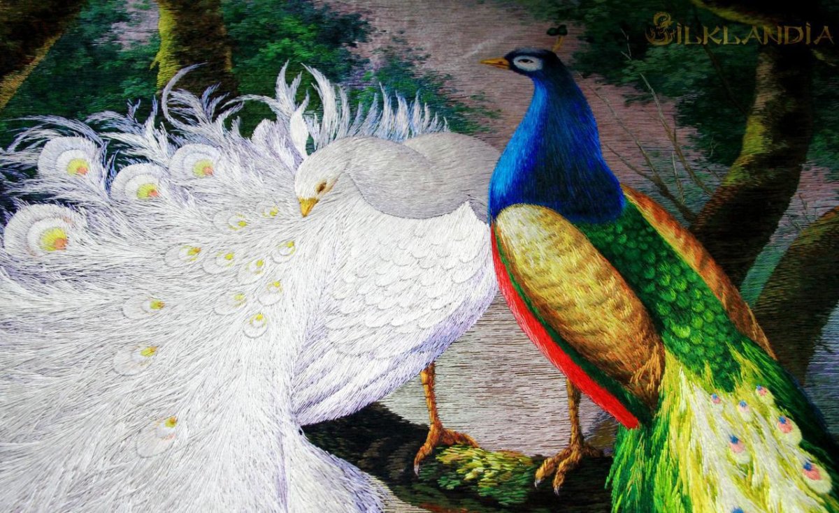 Жар птица Павлин