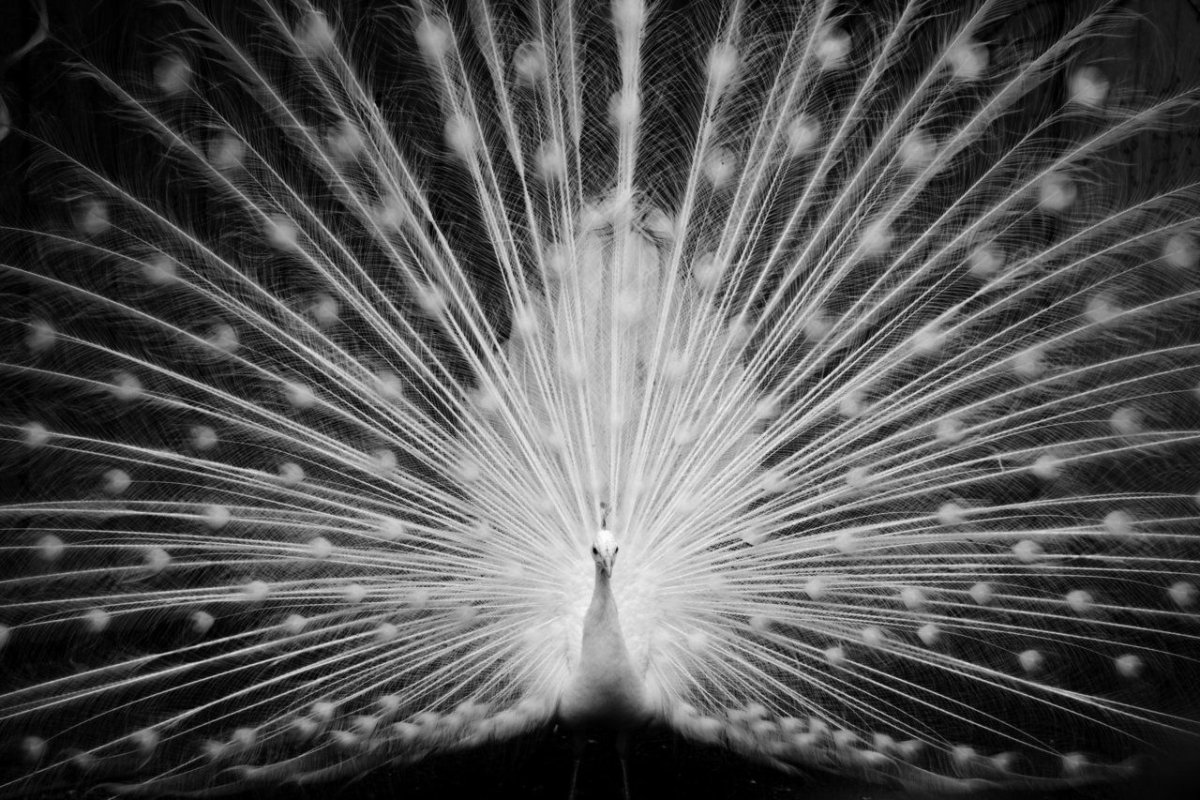 Птица Павлин