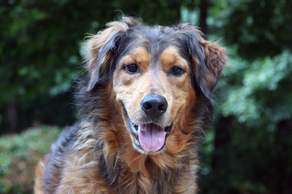 Метис ретривера и овчарки