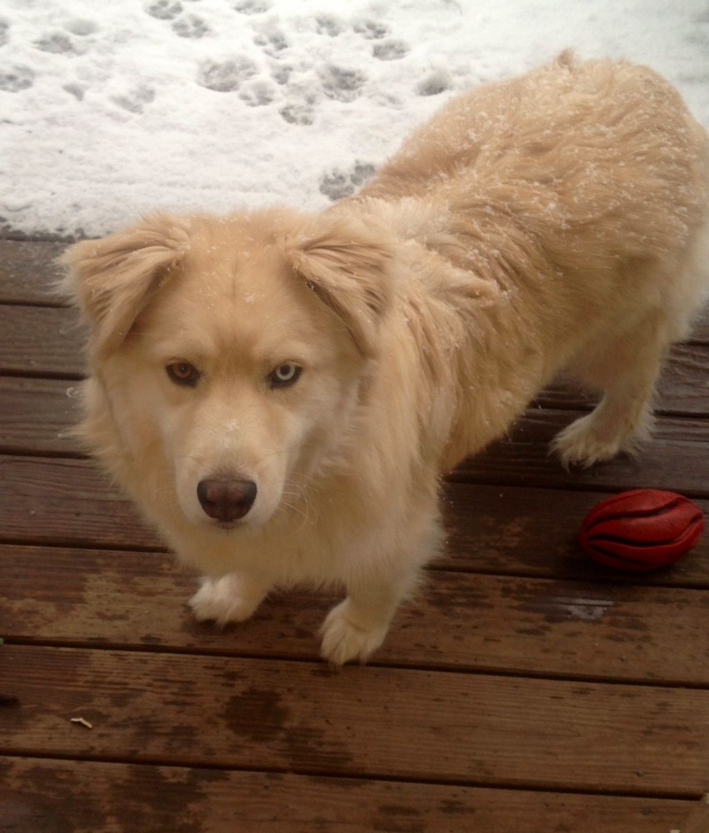 Labrador German Shepherd Mix